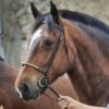 Equins : Présentation des Eleveurs Equins - Hall B