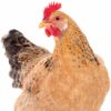 Aviculture - Concours de la Poule et de l'Oie d'Alsace et jugement des champions et championnes